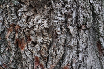 texture tree