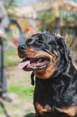 A female Rottweiler. Pet. Selective focus