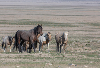 Wild Horses in the Utah Desert in Spring