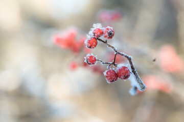 red frozen berry