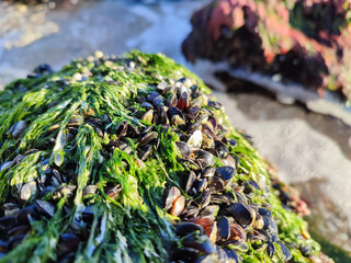Group of edible common mussels or mollusks on sea rock © Дмитрий Сидор