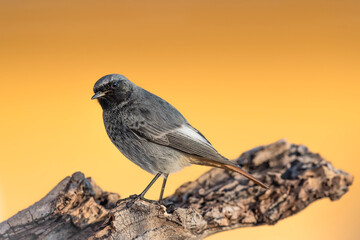The black redstart male at sunset (Phoenicurus ochruros)