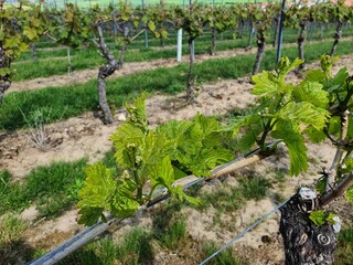 Neuer Blattaustrieb am Weinstock im Frühling