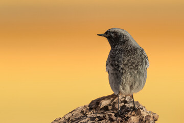 Fine art portrait of black redstart male at sunset (Phoenicurus ochruros)