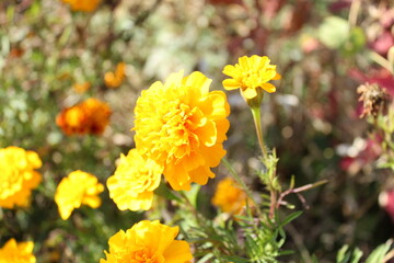 flowers in the garden
