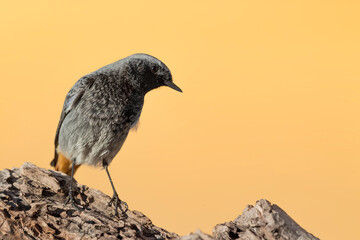 Amazing portrait of Black redstart male at sunrise (Phoenicurus ochruros)