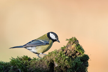 The great tit at sunrise (Parus major)