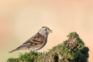 Brambling female at sunrise, fine art portrait (Fringilla montifringilla)