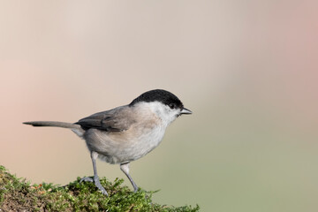 Portrait of Marsh tit (Poecile palustris)