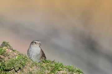 Portrait of dunnock (Prunella modularis)