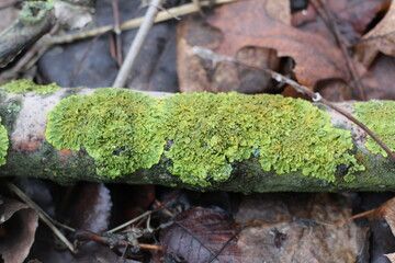 lichen on a tree