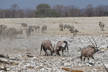 Oryxe und Zebras in Okaukuejo