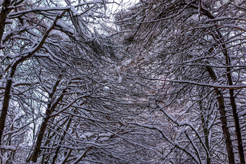 Winter snowy trees. City Park.