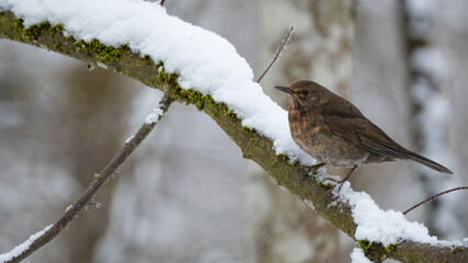 bird, spatz, natur, tier, wild lebende tiere, wild, schnabel, bird, braun,