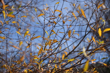 Fondo ramas con flores amarillas en un fondo de cielo azul (macro)