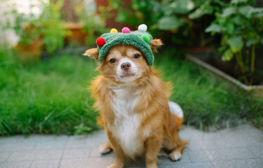 Portrait cute chihuahuas puppy dog with christmas elf hat while sitting on floor at Backyard Lawn...