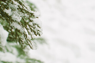 green branches of thuja in the snow on a white background with a place for text