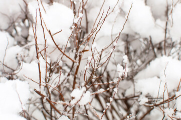 brown branches in the snow solid background