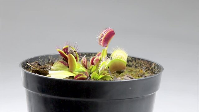 Venus flytrap - dionaea muscipula capturing a small colored ladybug beetle, close-up video.