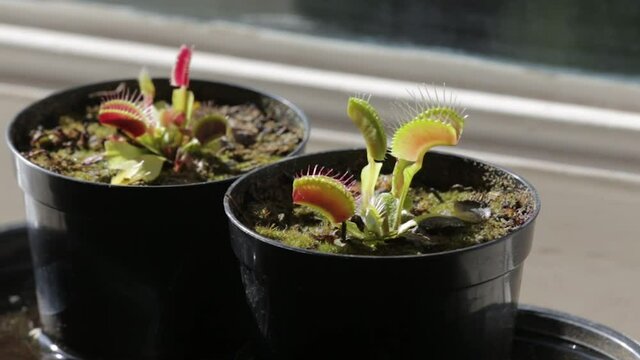 Venus flytrap - dionaea muscipula capturing a small colored ladybug beetle, close-up video. Fine details