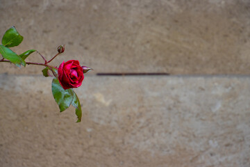 Red rose in front of sandstone bokeh wall with copy space