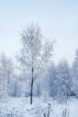 A wonderful fairy-tale forest stands covered with snow. Trees are abstract patterns of snow. Winter snowy landscape.