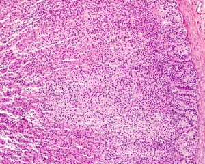 Human adrenal gland cortex