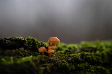 Bunch of tiny velvet shank winter mushroom (Flammulina velutipes, Enokitake) growing on the wood with a green moss.