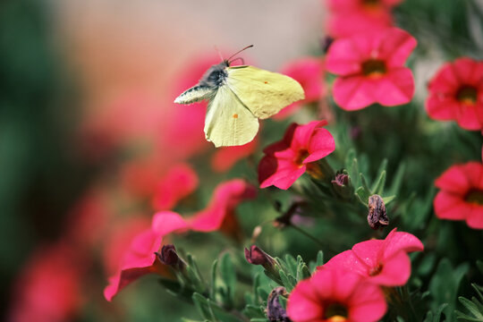 Colorful petunia with flying yellow butterfly (common brimstone, Gonepteryx rhamni). 