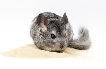 chinchilla playing on sand with white background