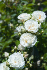 Obraz na płótnie Canvas white rose bush blooming at garden