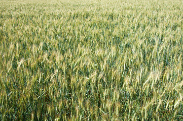 ripening wheat field, background