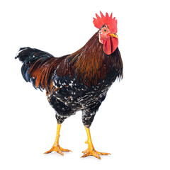 Swedish flower rooster isolated on white background