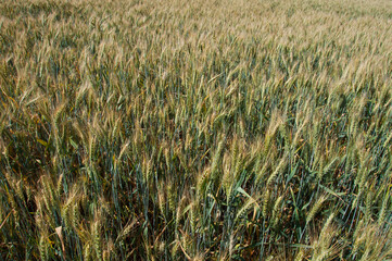 wheat ears in field, background