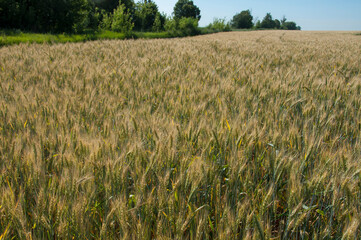 wheat field in summer