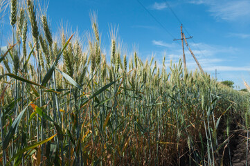 tall green wheat at field