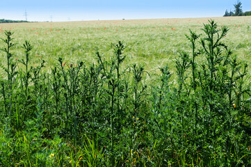 hight thistle at barley field