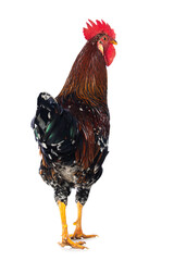 Swedish flower rooster from behind isolated on white background © DoraZett