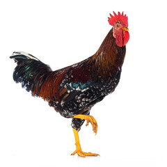 Swedish flower rooster isolated on white background
