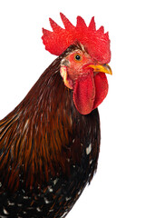 Swedish flower rooster isolated on white background