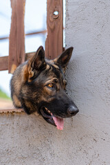 German Shepherd with a sad face for being locked up