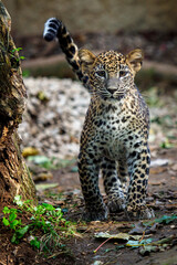Leopard cub, Panthera pardus kotiya