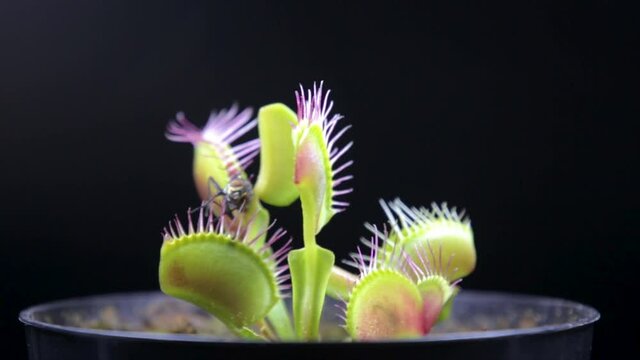 Venus flytrap - dionaea muscipula capturing a small colored ladybug beetle, close-up video. Black background 