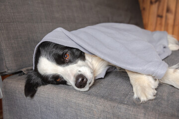 Funny puppy dog border collie lying on couch under plaid indoors. Little pet dog at home keeping warm hiding under blanket in cold fall autumn winter weather. Pet animal life Hygge mood concept