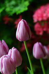 pink tulips in the garden