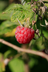 Himbeeren sind aromatische und koestliche Wildfruechte. Thueringen, Deutschland, Europa  --
Raspberries are aromatic and delicious wild fruits. Thuringia, Germany, Europe
