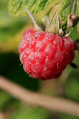 Himbeeren sind aromatische und koestliche Wildfruechte. Thueringen, Deutschland, Europa  --
Raspberries are aromatic and delicious wild fruits. Thuringia, Germany, Europe