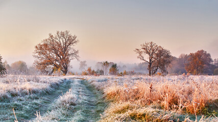 Grass covered with white frost in early morning panorama. Dirt road on field, oak tree with orange leaves. Season change from autumn to winter - 475162371