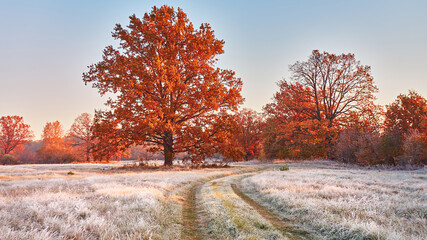 Dirt road on field, oak tree with orange leaves. Season change from autumn to winter. - 475162372