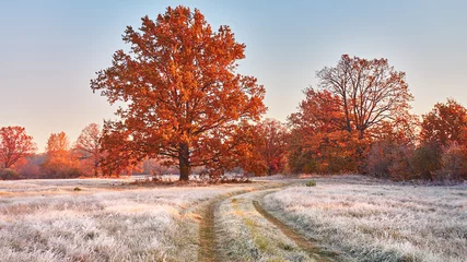 Dirt road on field, oak tree with orange leaves. Season change from autumn to winter. © NemanTraveler